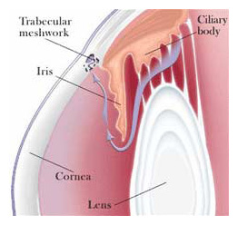 glaucoma specialist mesa arizona