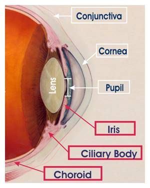 uveitis arizona specialist